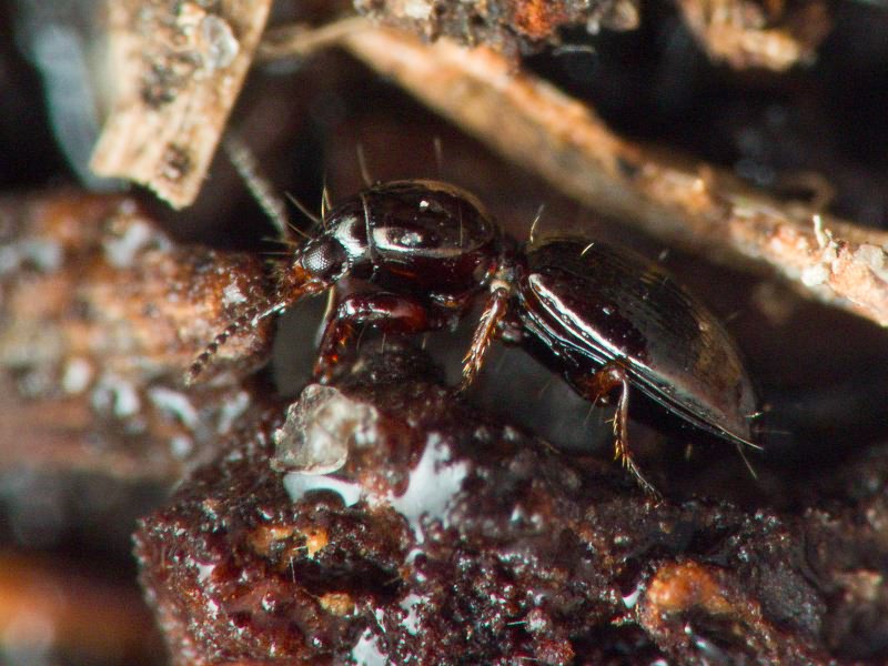 Dyschirius aenea Boheman, 1849